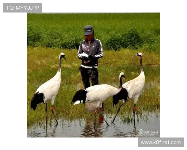 k8官网ag旗舰厅：用户评价与平台信誉背后的真实故事